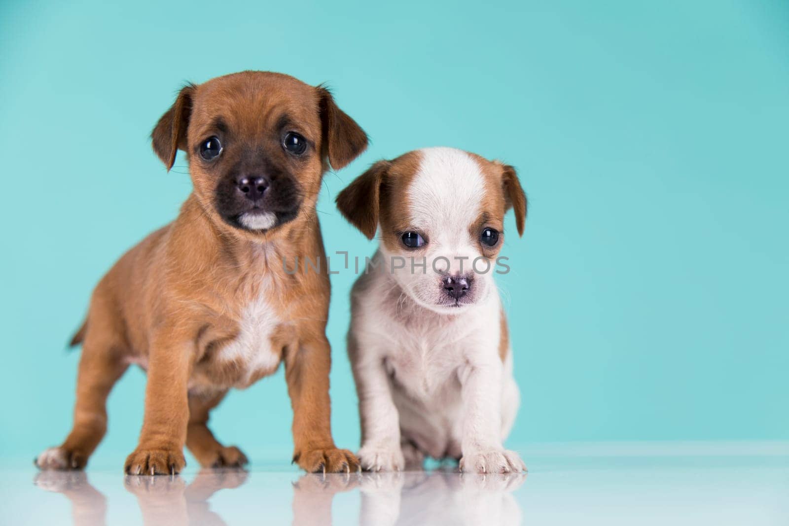 Two little dogs, puppy, animals concept