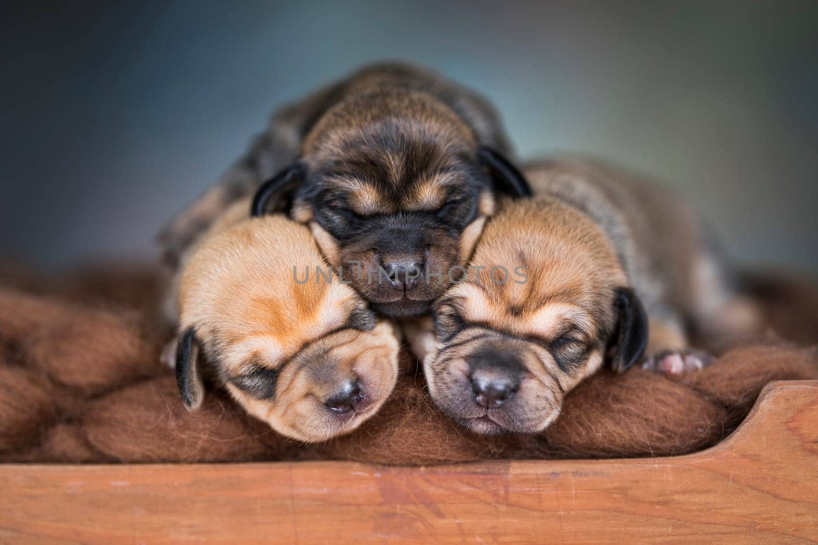 The dogs sleep on a wooden bed