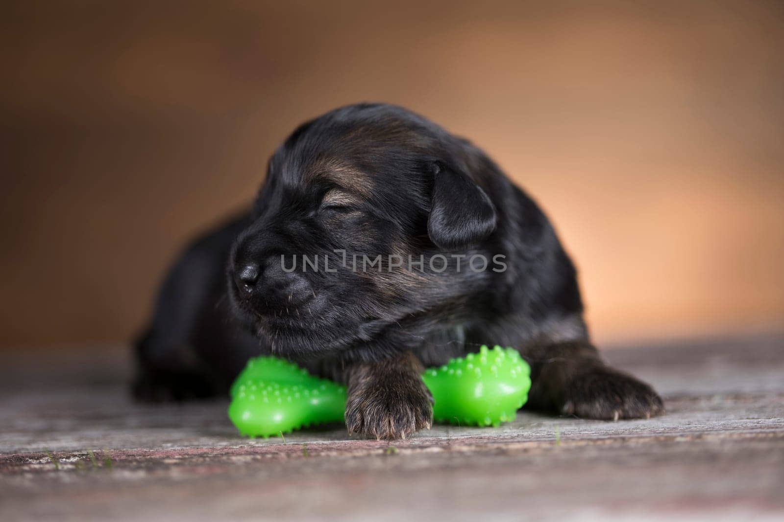 Pet, Little puppy dog, animals concept