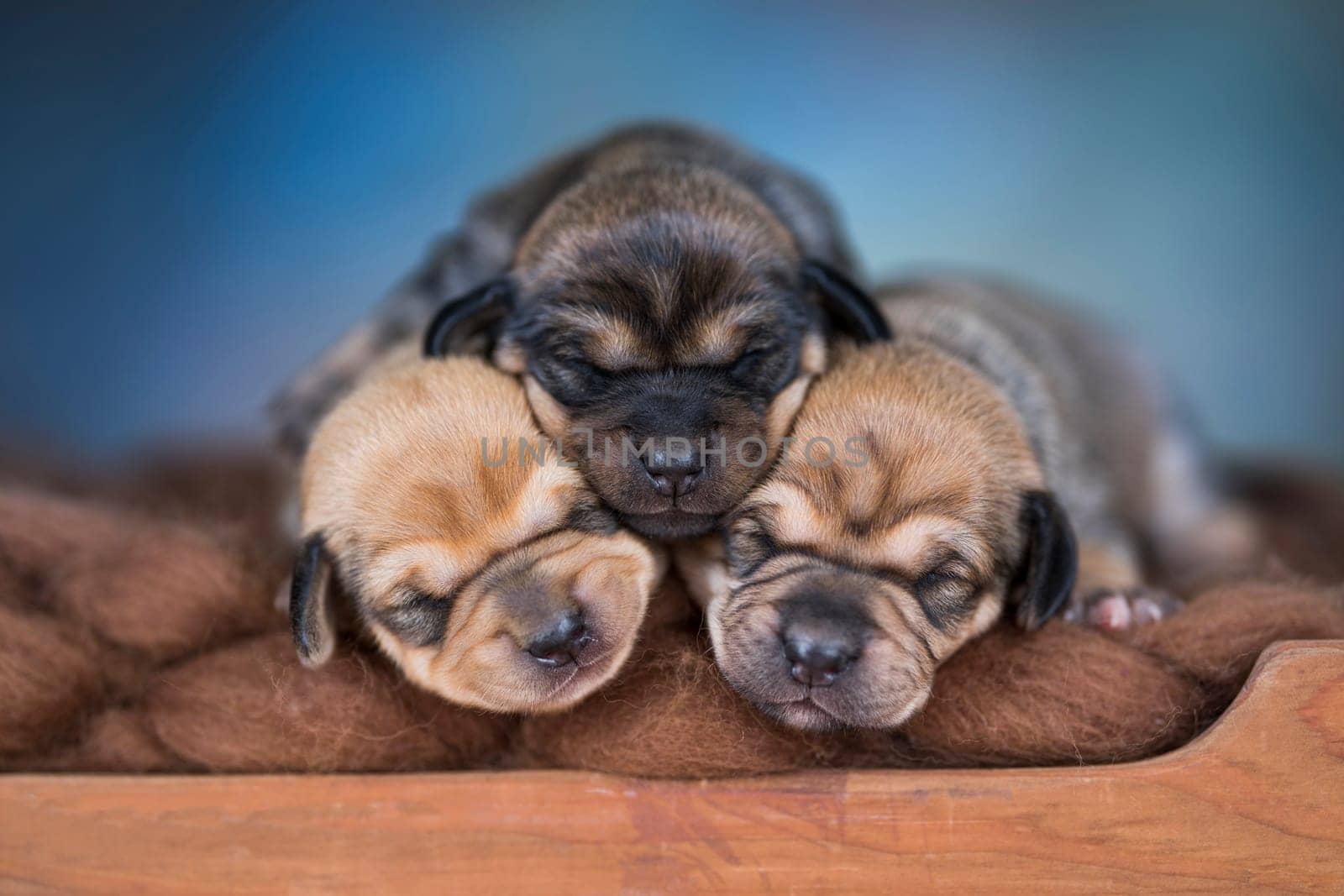 Dogs sleep on a small wooden bed
