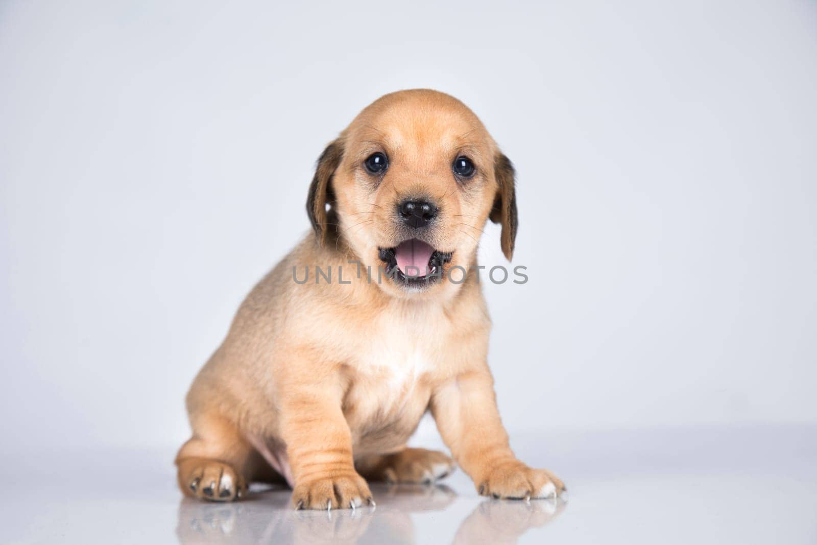 Pet, dog puppy animals concept
