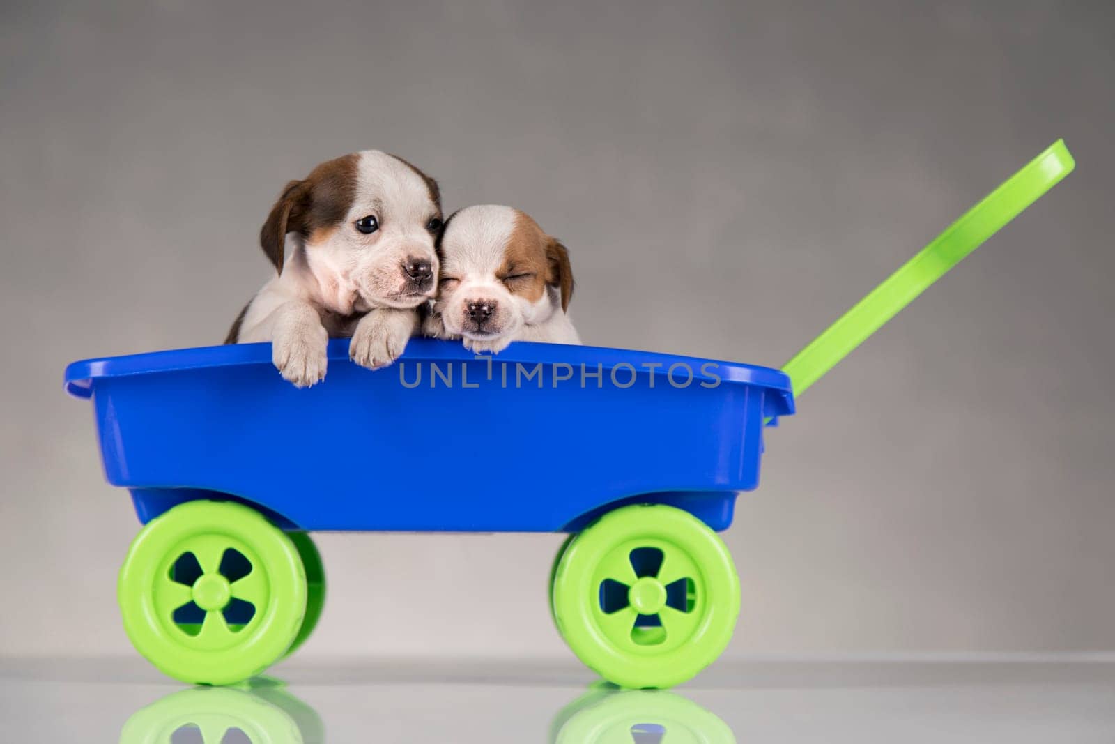 Beautiful little puppies in a toy wagon