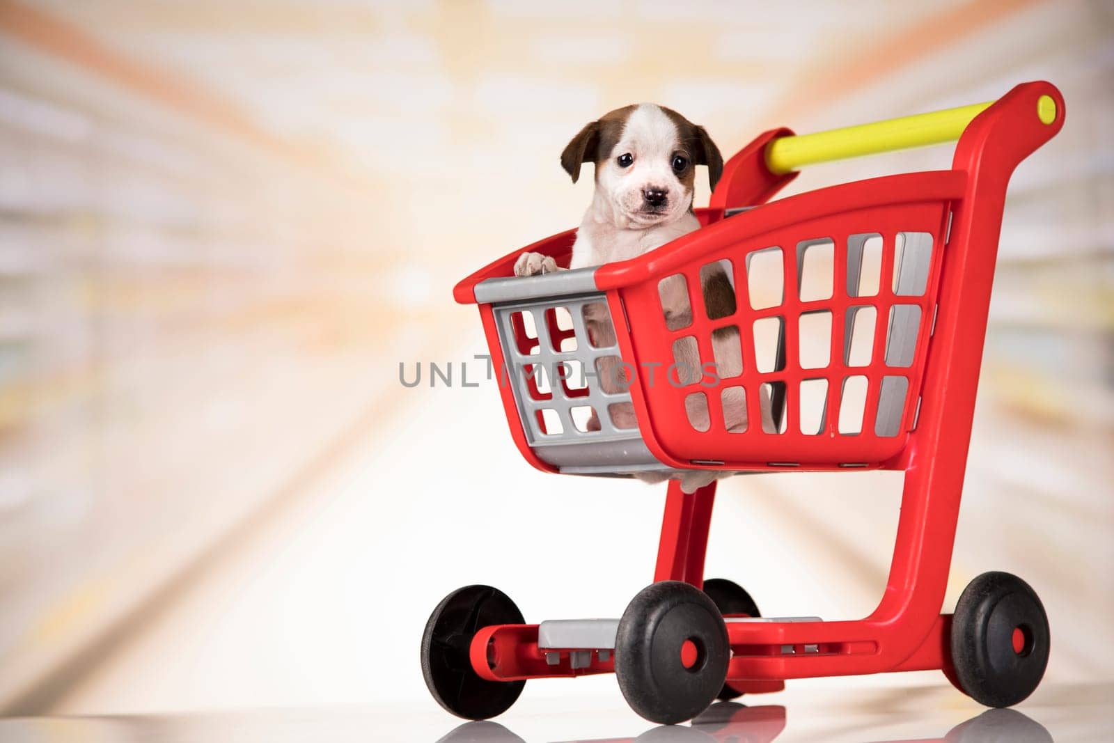 Dog in a shopping cart