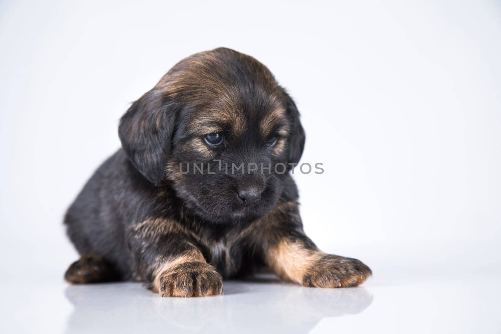 Little dog on a white background