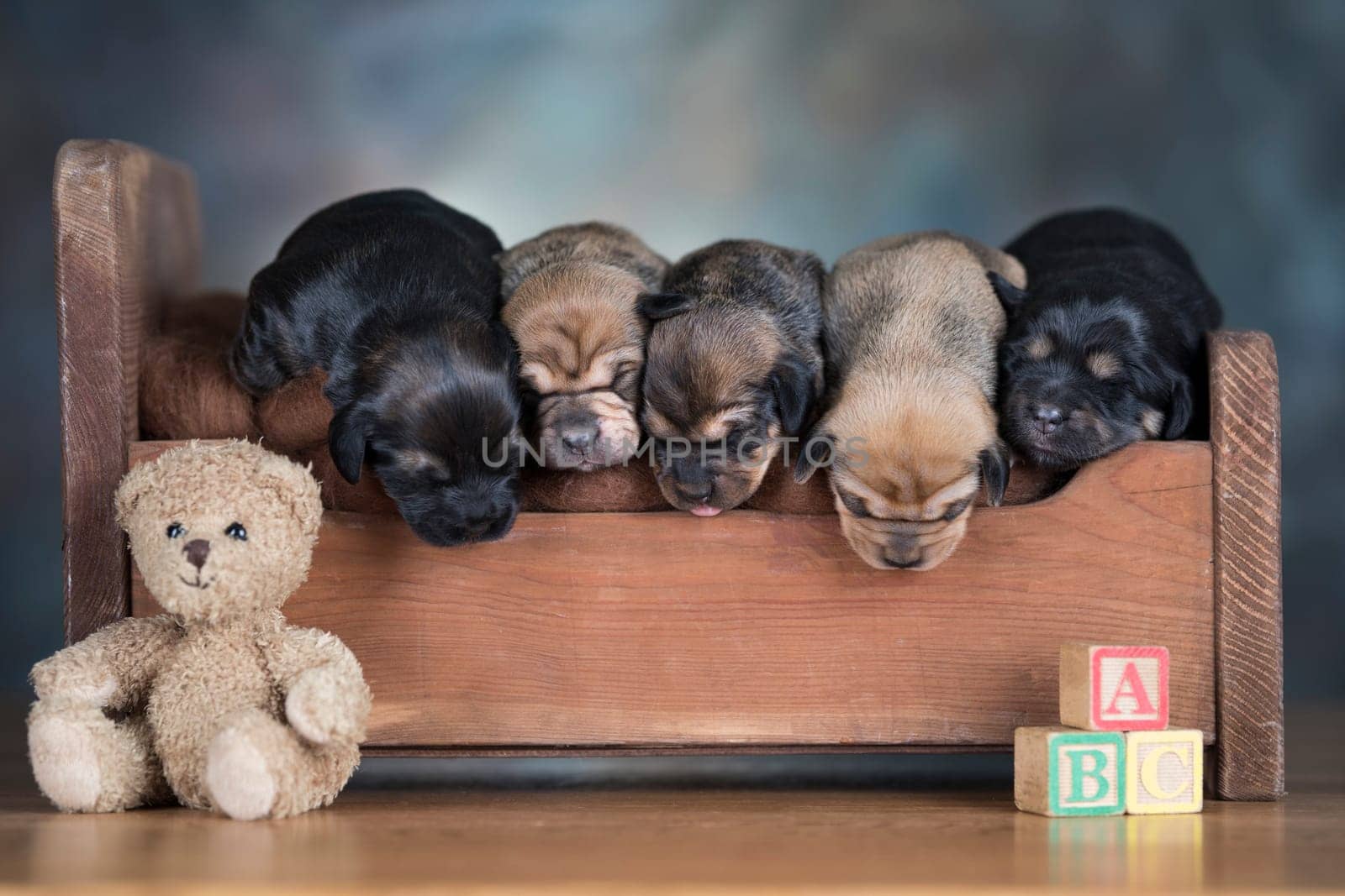 The dogs sleep on a wooden bed