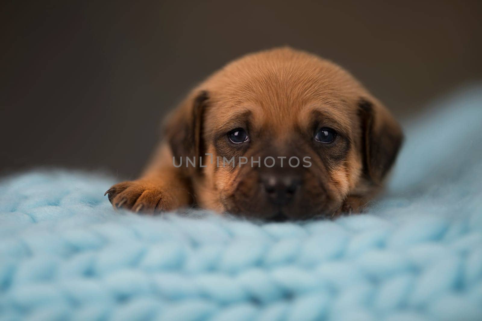 Dog sleep on a small wooden bed
