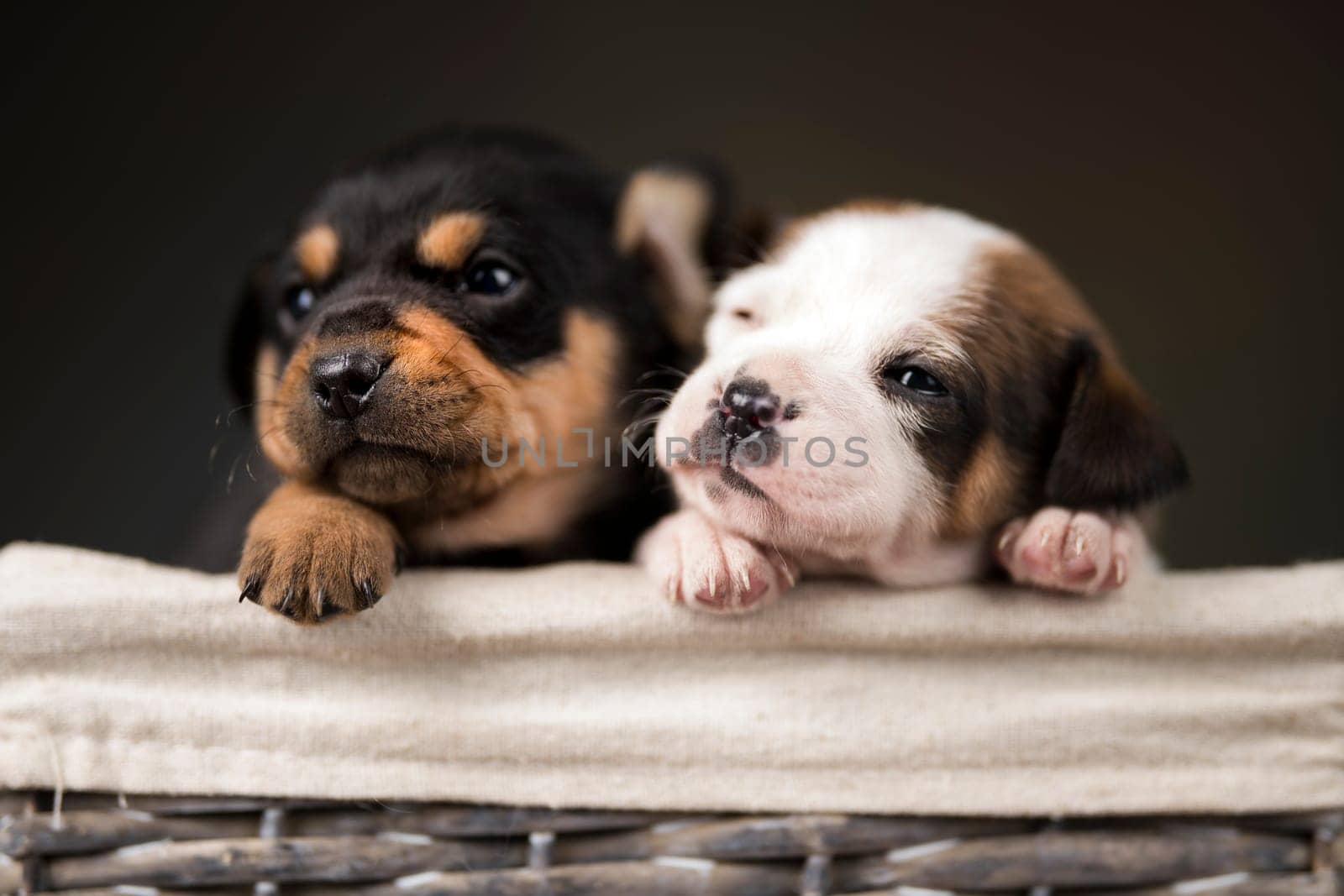 Small puppies in a wicker basket