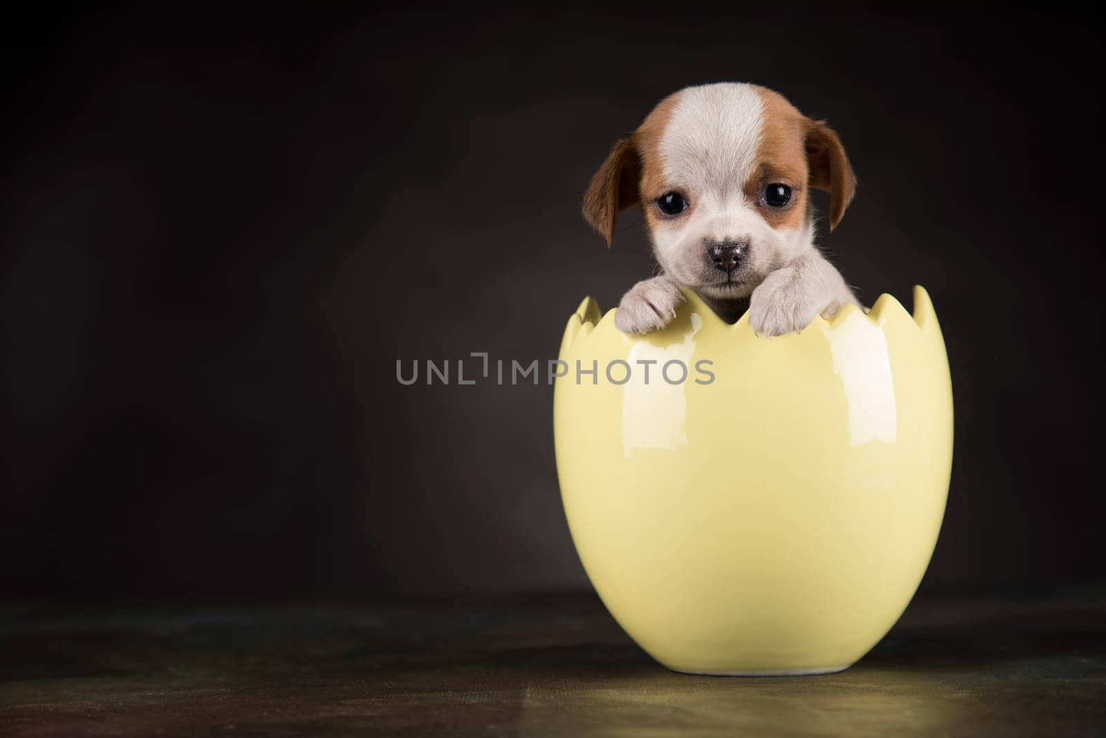 Little dog in an Easter egg