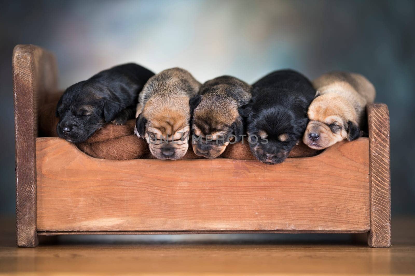 The dogs sleep on a wooden bed