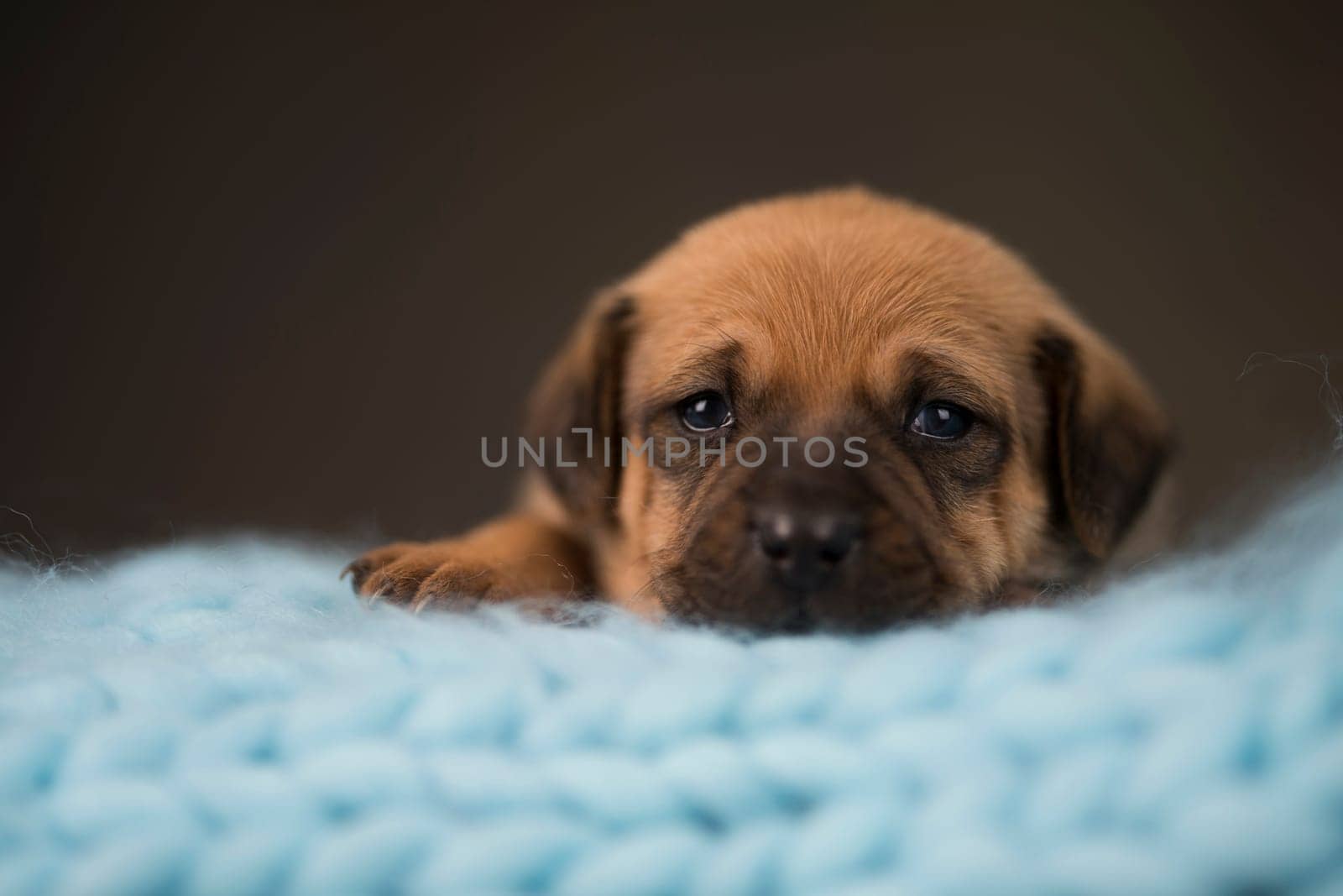 Little puppy breed is sleeping