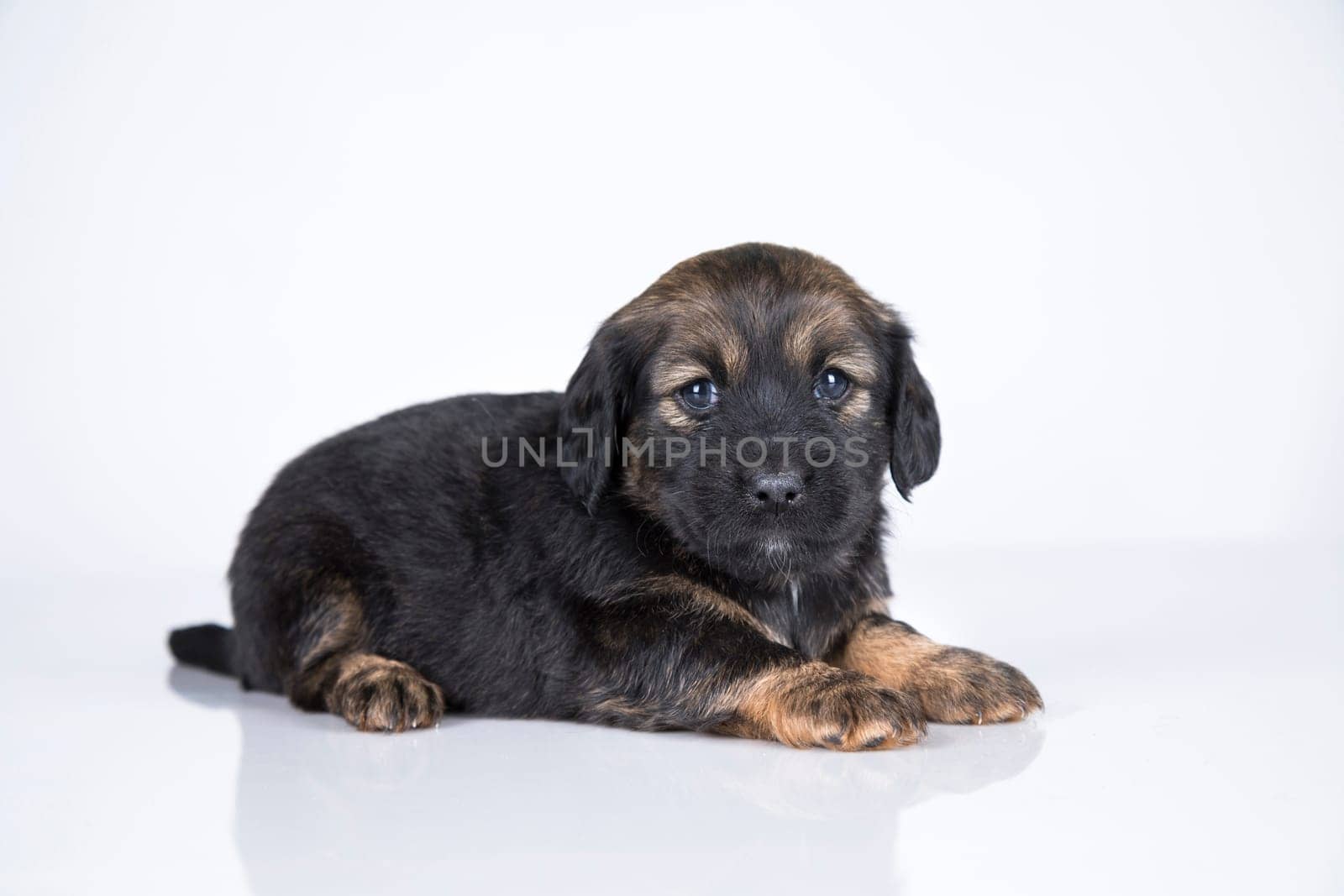 Little dog on a white background