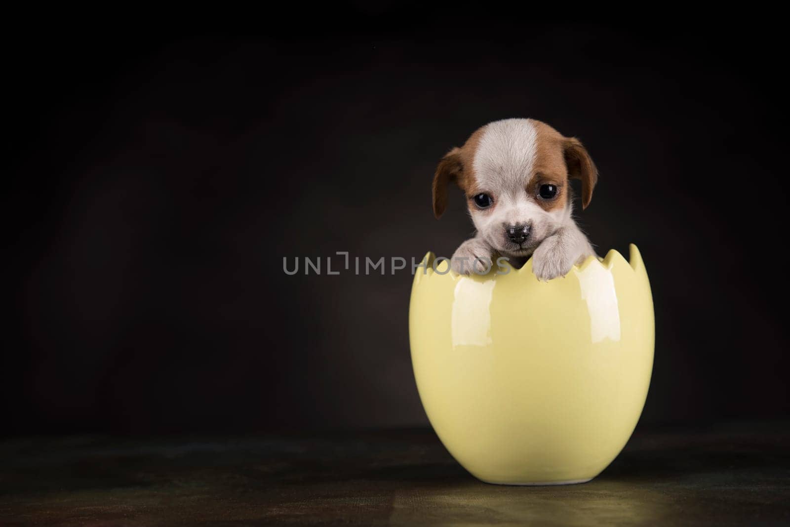 Little dog in an Easter egg
