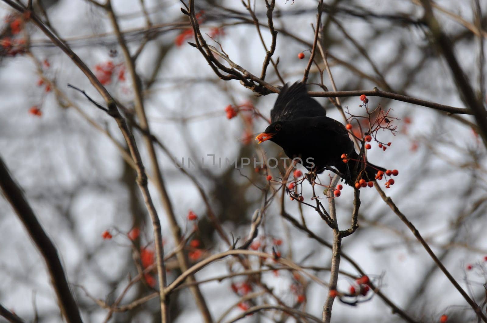 Blackbird sitting on a branch and eating rowan berries