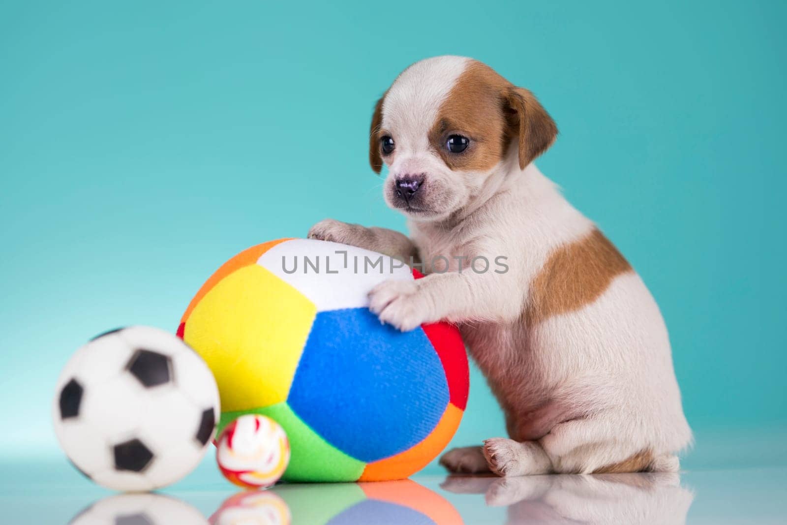 Puppy dog is playing with a ball
