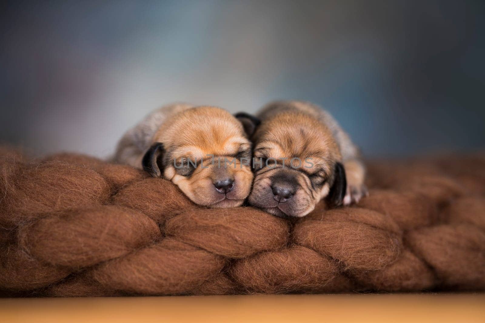 Little cute puppies are sleeping on a blanket
