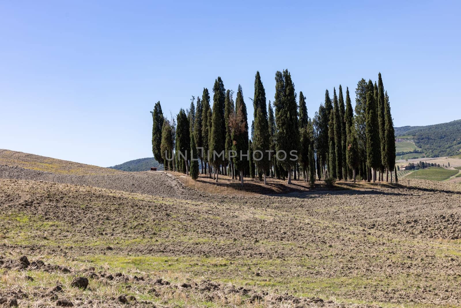 Iconic group of cypress trees in a field, near San Quirico,  Tuscany, Italy