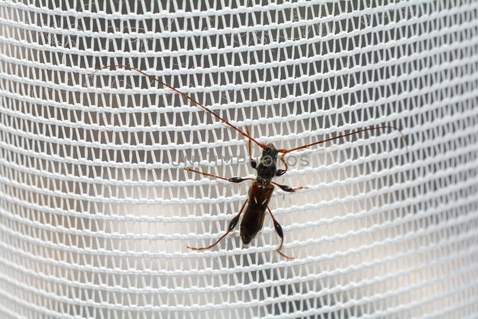 A long-horned beetle ( Molorchus minor ) is sitting on a white curtain by the window in an apartment
