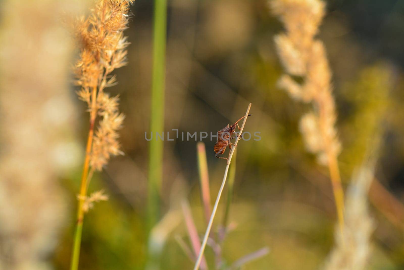 Large brown shield bug on a straw in nature