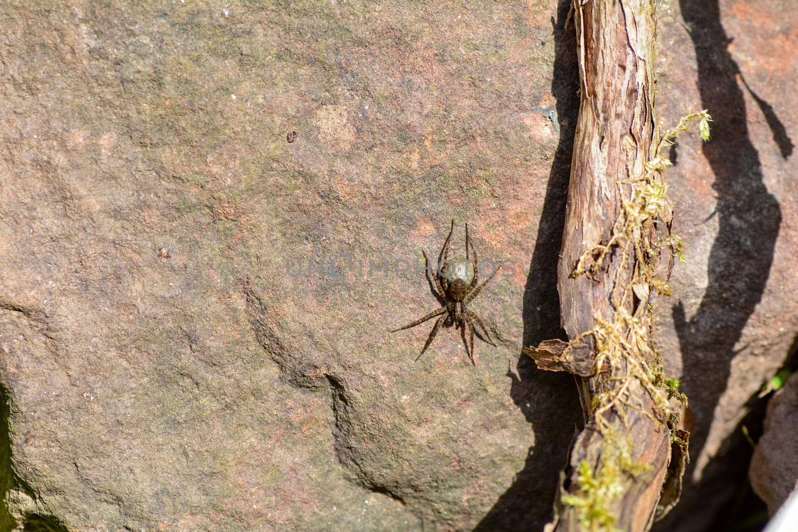 Female wolf spider ( Lycosidae ) with her eggs in cocoon on a rock in sunlight