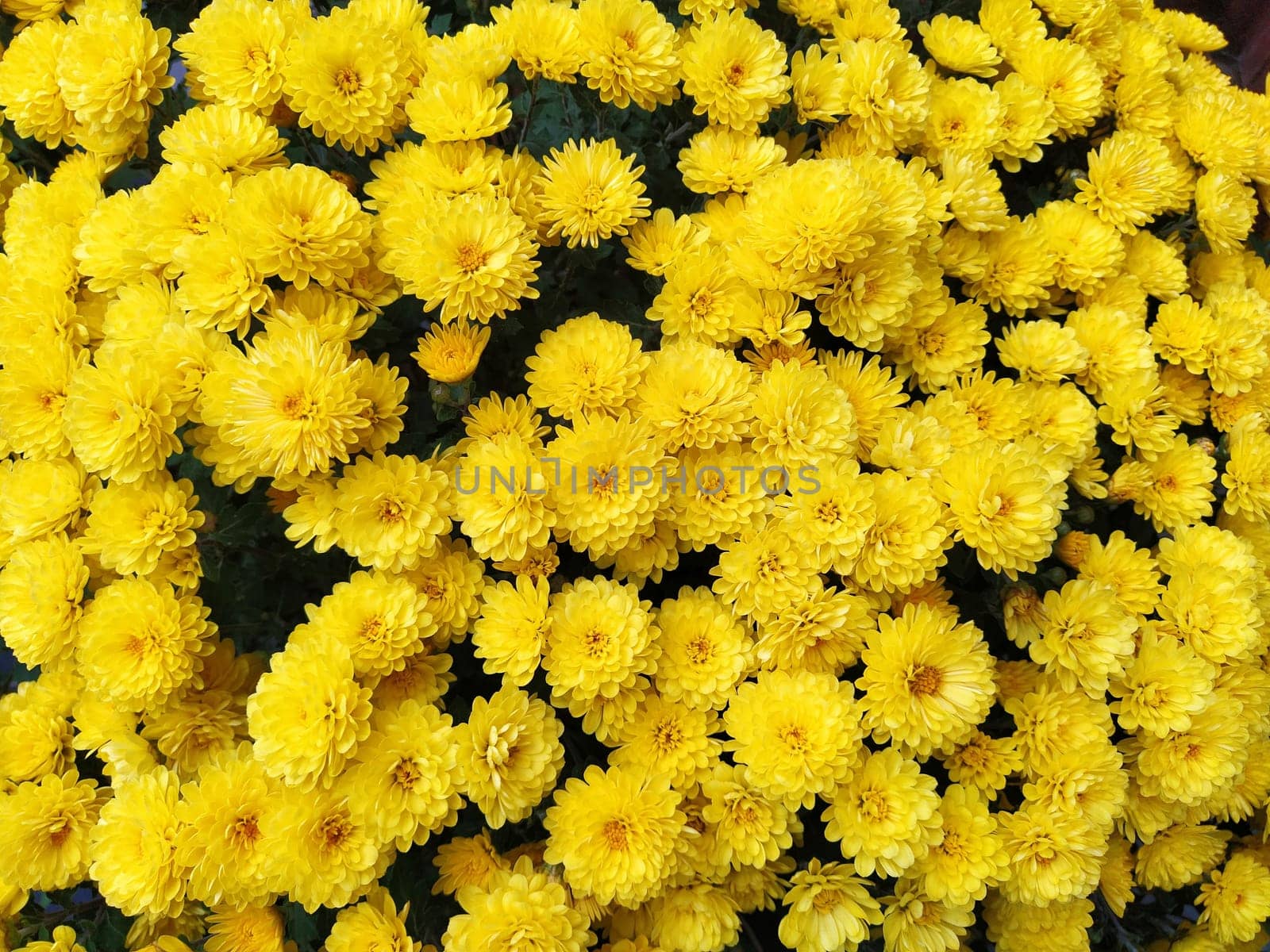 Chrysanthemums of yellow color in a bouquet. Close-up. Greeting card for wedding or birthday. Autumn flowers from the family Asteraceae or Dendranthema. Flower texture. Flower wall.