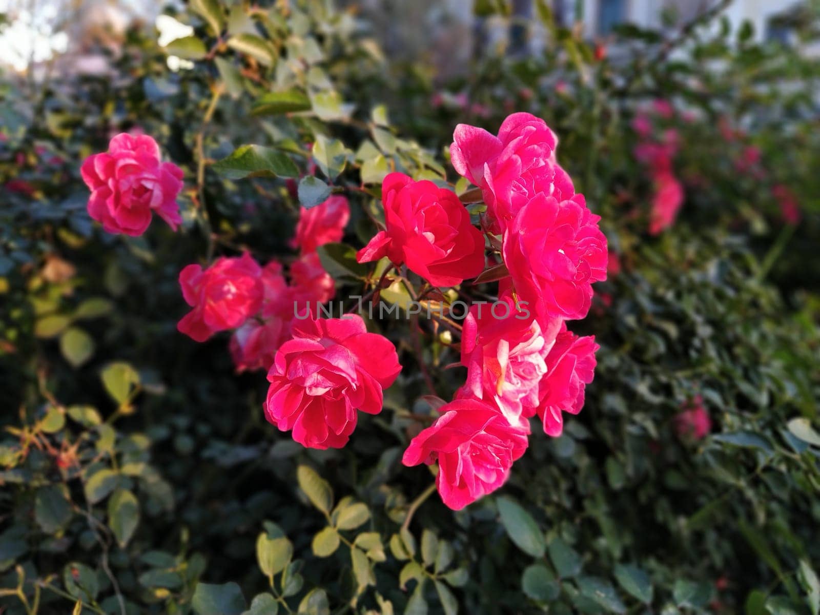 spray pink roses. Beautiful delicate flowers of roses on a background of green leaves, buds and thorns. Soft lighting. Soft focus. Greeting card. Shooting in the golden hour