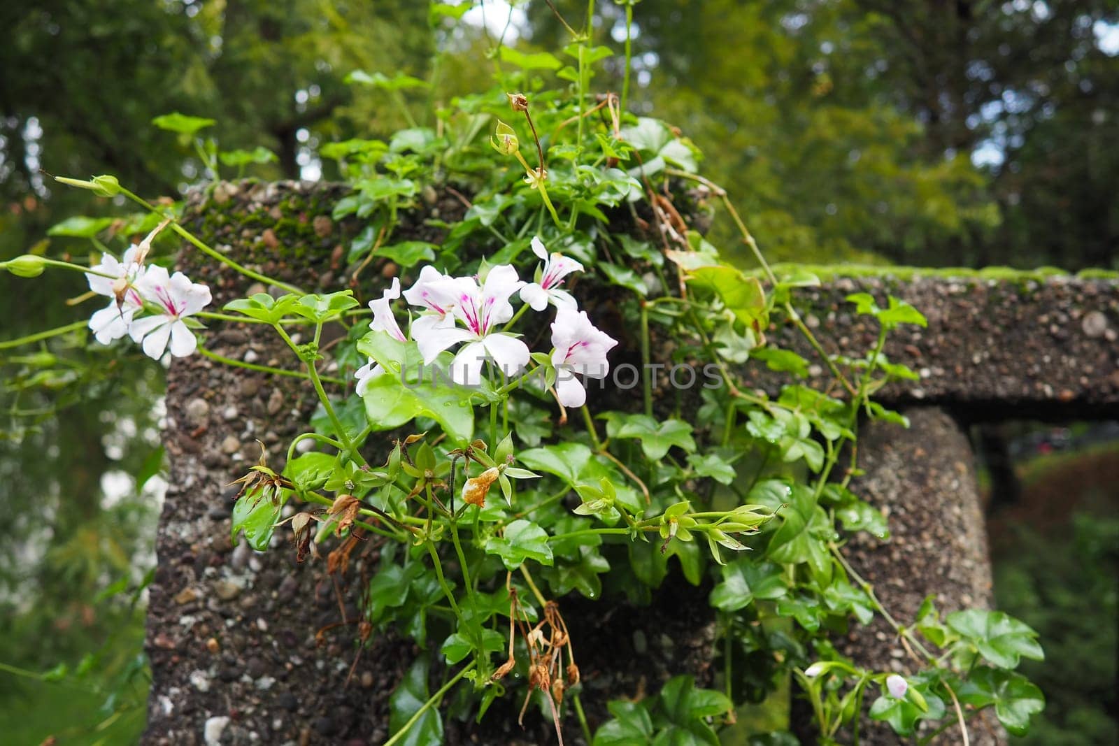 Blooming white ivy geranium pelargonium in the vertical design of landscaping of streets and parks. Beautiful large pelargonium geranium cranesbill. Floriculture and horticulture. Banja Koviljaca.
