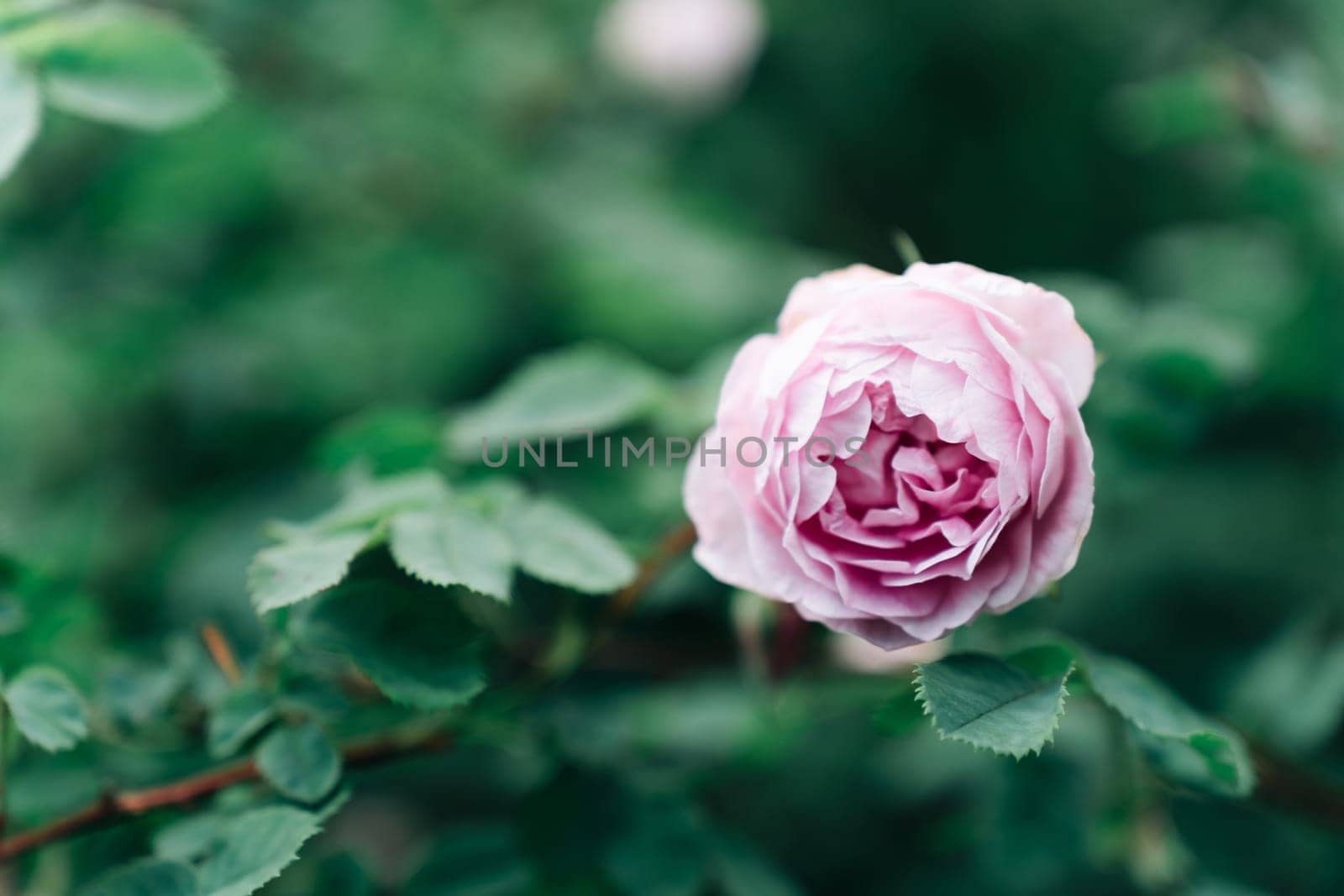 Flower of pink English rose on the background of green foliage.