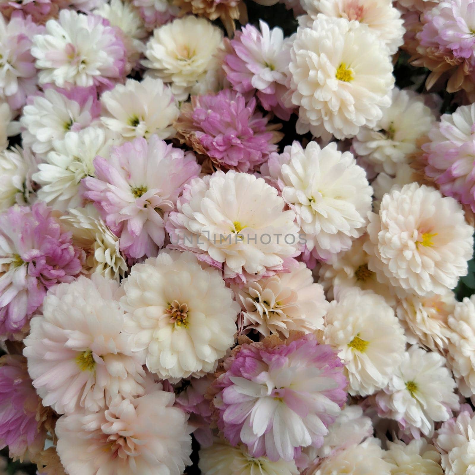 Flowers wall background with amazing white, pink, purple and yellow chrysanthemum flowers. Wedding decoration. Beautiful flower bad wall background. Landscape design of the autumn garden
