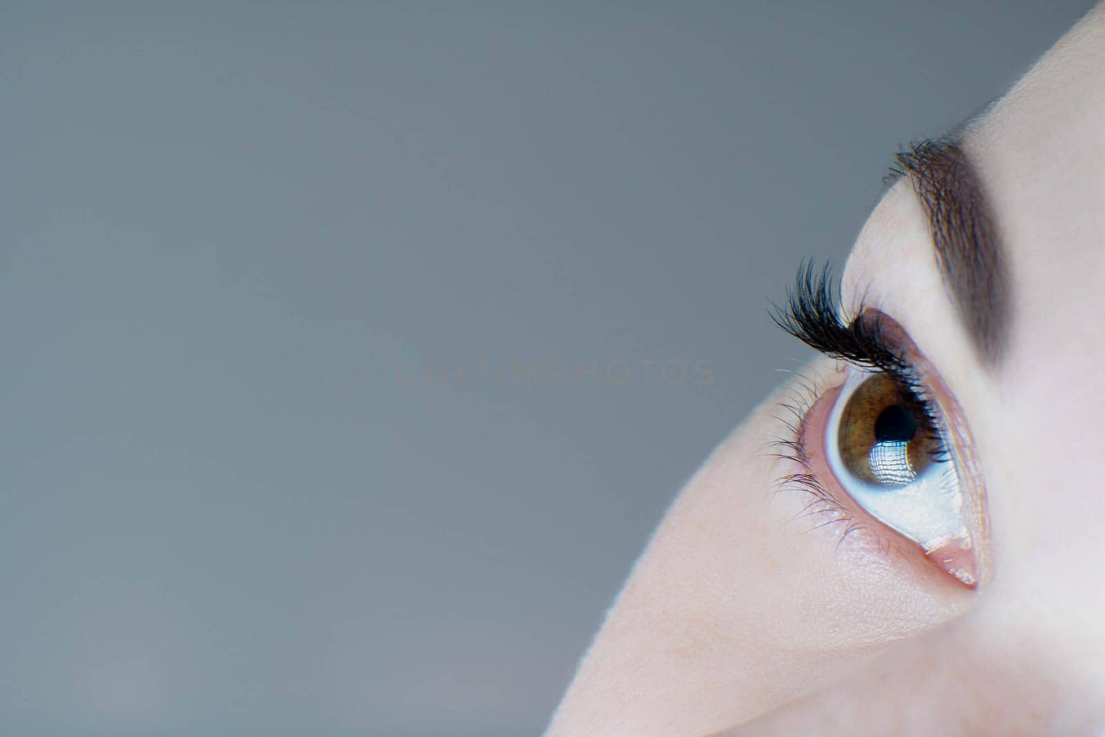 Close-up of brown eye with long false eyelashes, ideal skin, flawless eyebrow of unrecognizable young woman on grey background. Macro shot. Eyelash extension, beauty procedures, cosmetics, make-up.