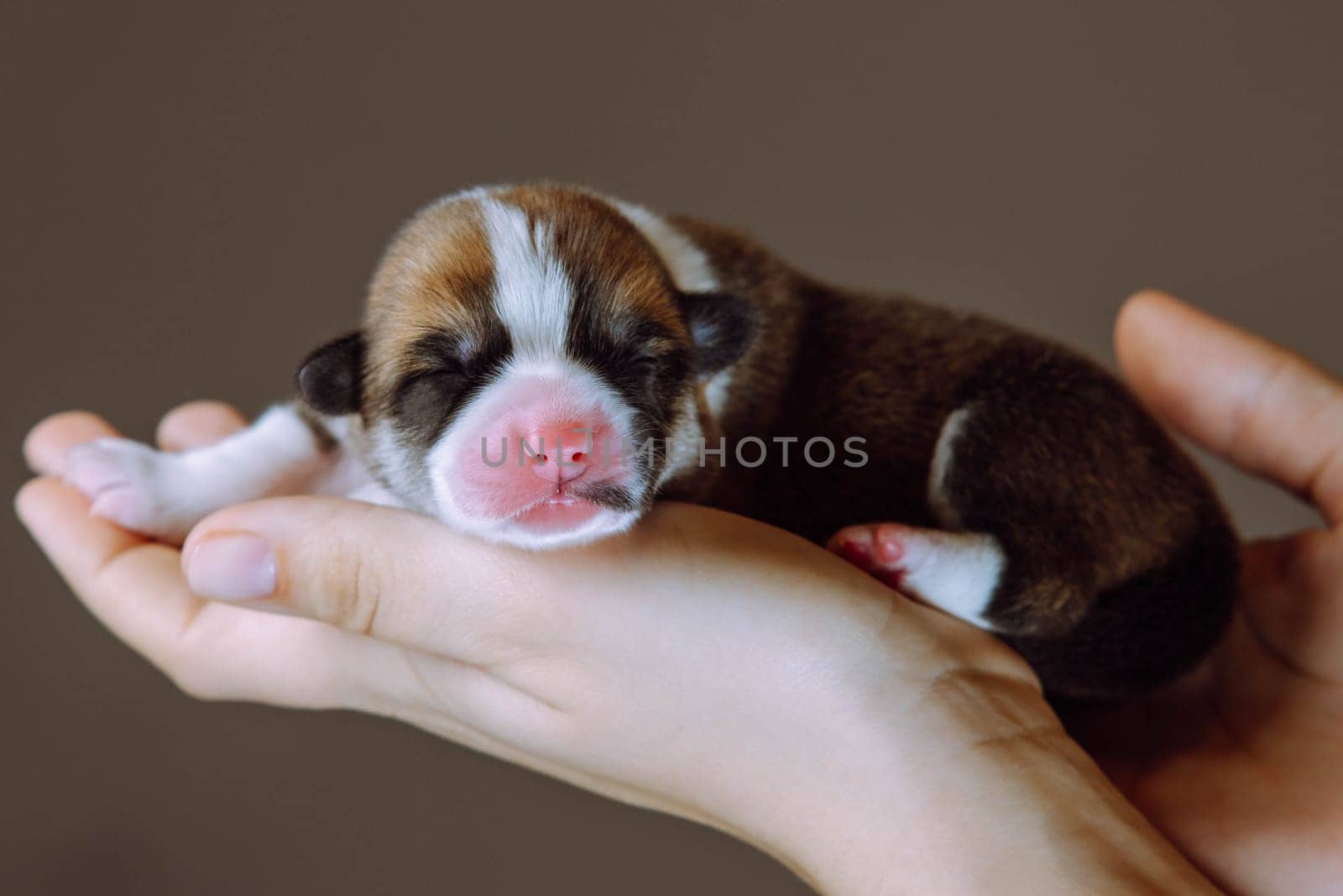 Side view of sweet two-month-old puppy of dog pembroke welsh corgi sleeping resting on hands of unrecognizable woman on brown background. Pet love, pet care, dog breeding, veterinary clinic. Studio.