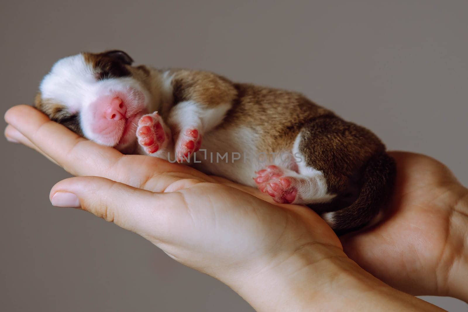 Side view of amazing two-month-old puppy of dog pembroke welsh corgi relaxing on side on hands of unrecognizable woman on brown background. Pet love, pet care, dog breeding, veterinary clinic. Studio.