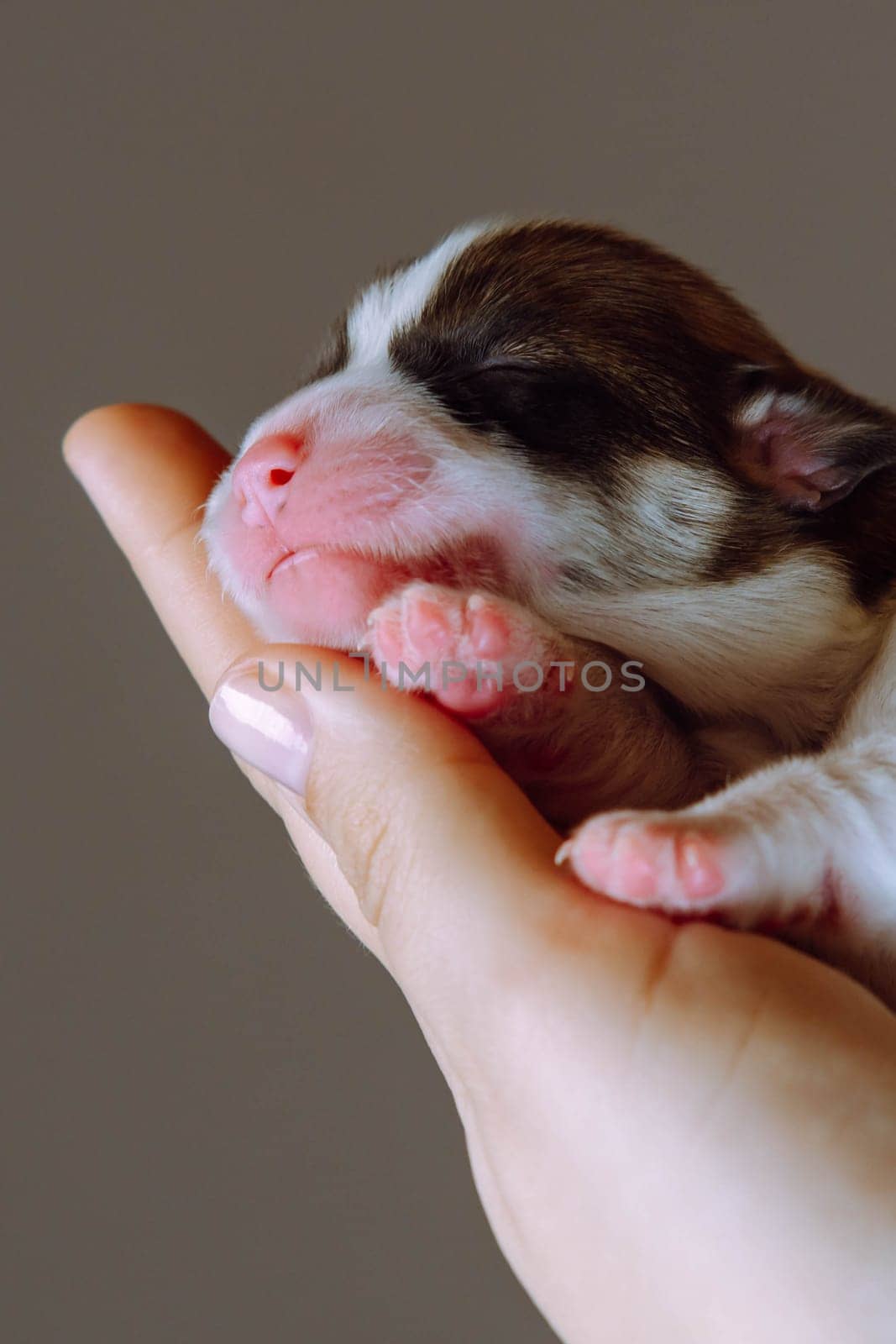 Close-up of wonderful two-month-old puppy of dog pembroke welsh corgi relaxing on hand of unrecognizable woman on brown background. Pet love, care, dog breeding, veterinary clinic. Studio. Vertical.