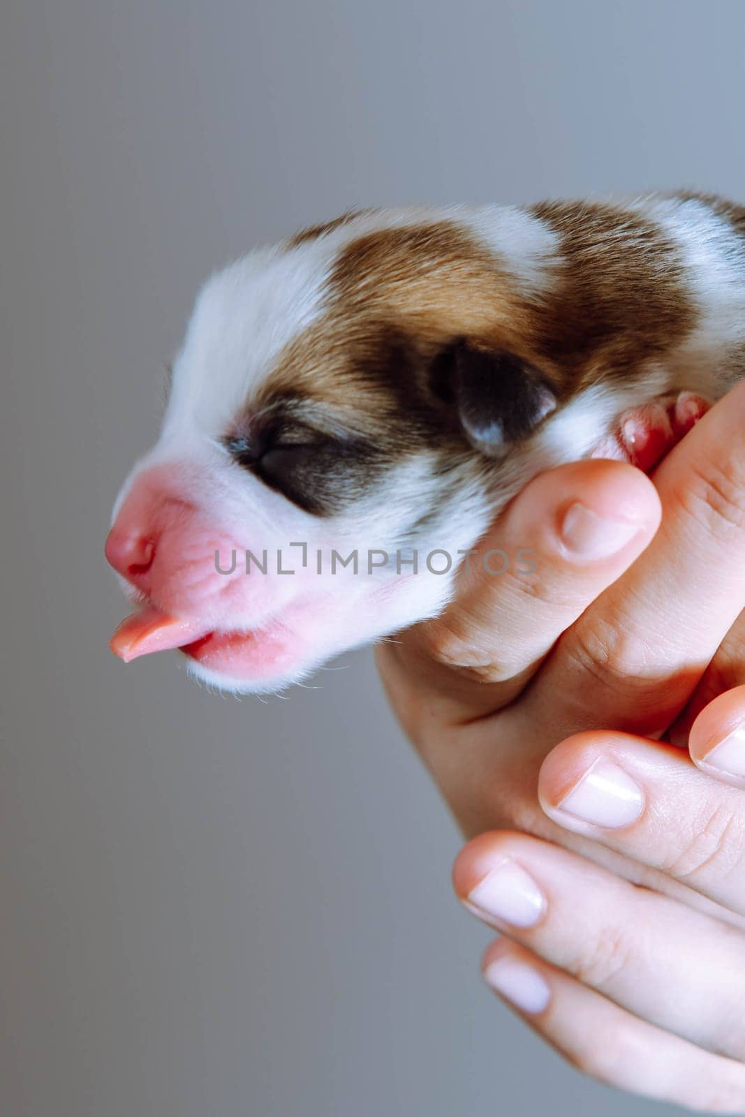 Side view of lovable two-month-old puppy of dog pembroke welsh corgi sleep with open mouth, showing tongue held by hands of unrecognizable woman on brown background. Pet care, dog breeding. Vertical.