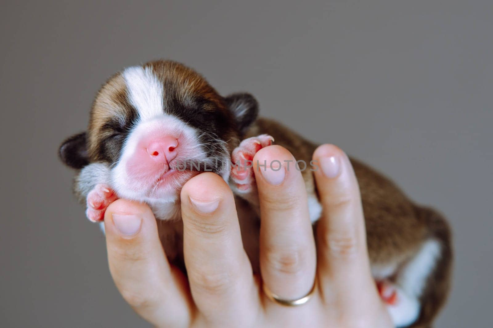 Portrait of adorable two-month-old puppy of dog pembroke welsh corgi sleeping resting on hand of unrecognizable woman on brown background. Pet love, pet care, dog breeding, veterinary clinic. Studio.