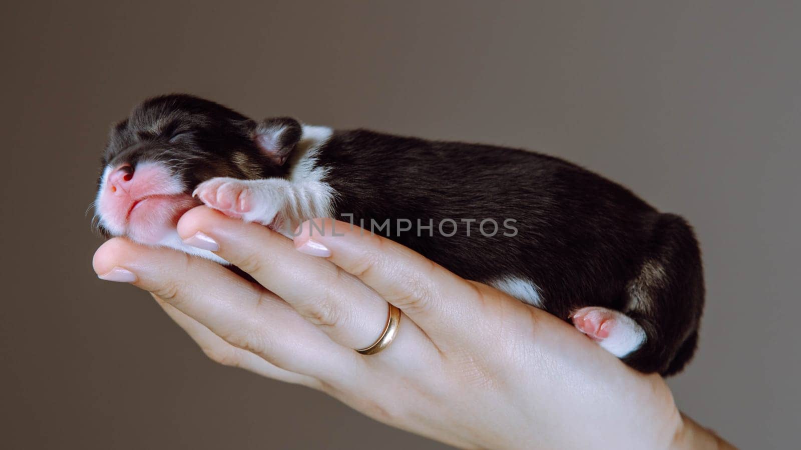 Side view of beautiful tiny two-month-old puppy of dog pembroke welsh corgi sleeping relaxing on hand of woman on brown background. Pet, pet love, pet care, dog breeding, veterinary clinic. Studio.