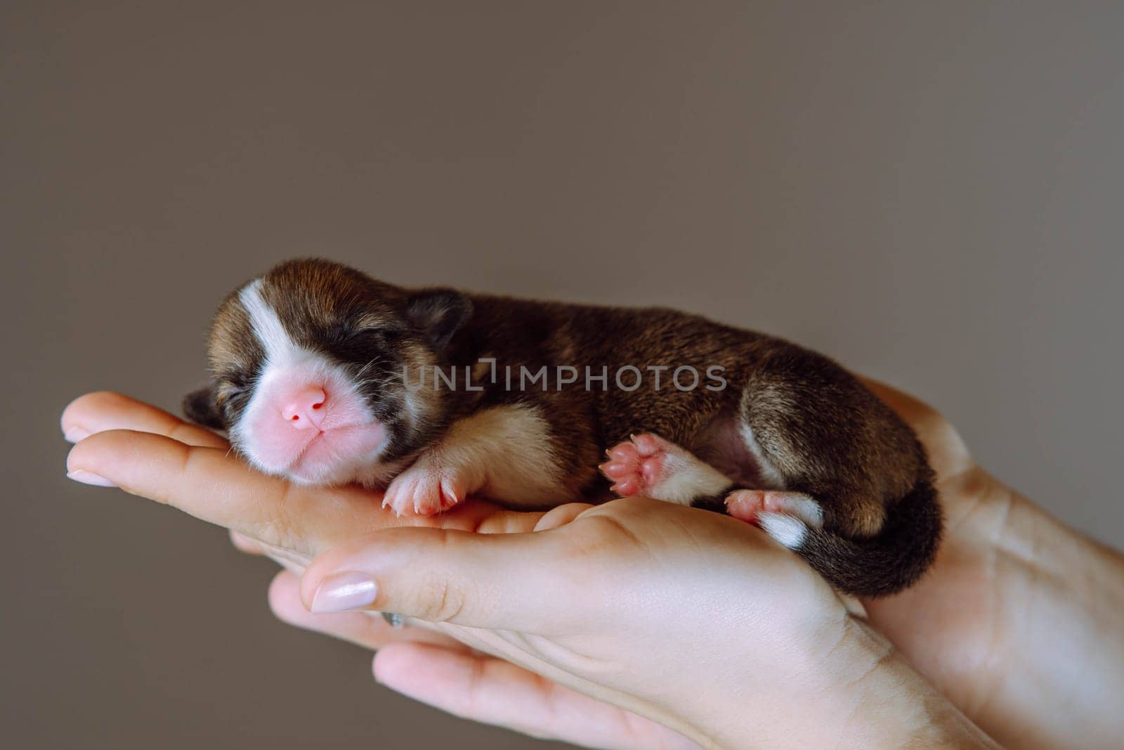 Side view of lovely two-month-old puppy of dog pembroke welsh corgi sleeping on joined hands of unrecognizable woman on brown background. Pet love, pet care, dog breeding, veterinary clinic. Studio.