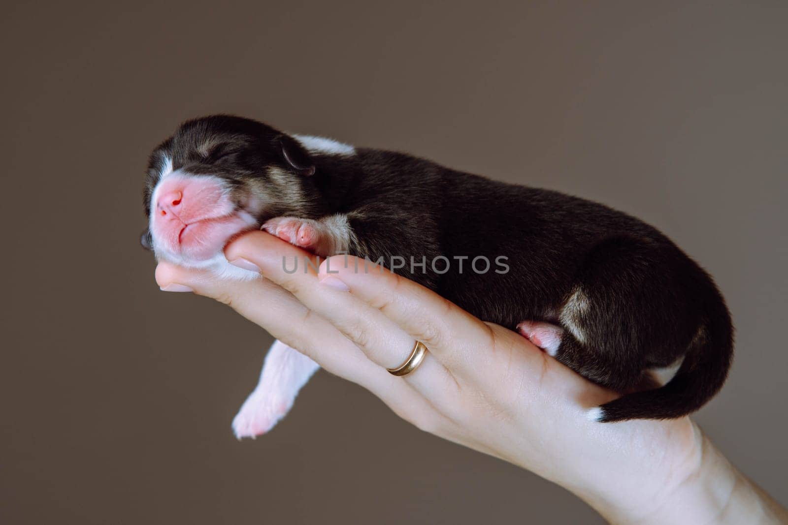 Side view of pretty two-month-old puppy of dog pembroke welsh corgi sleeping relaxing on hand of woman dangling paw on brown background. Pet love, pet care, dog breeding, veterinary clinic. Studio.