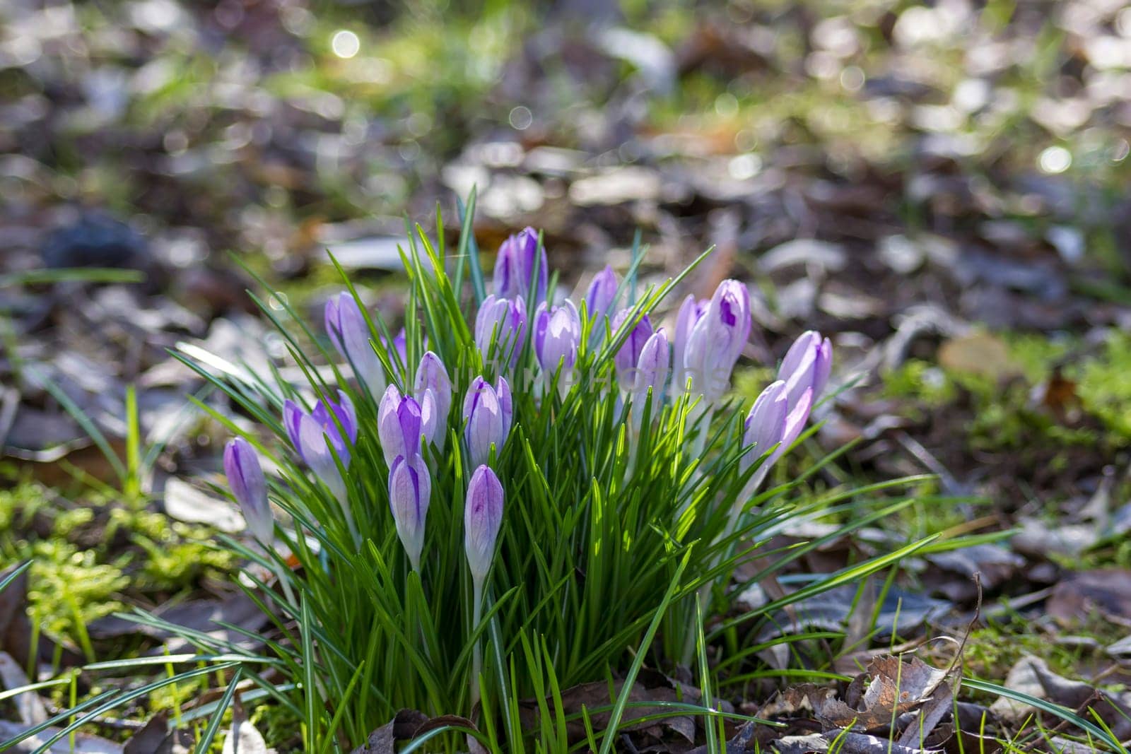 crosus flowers in a garden - spring flowers