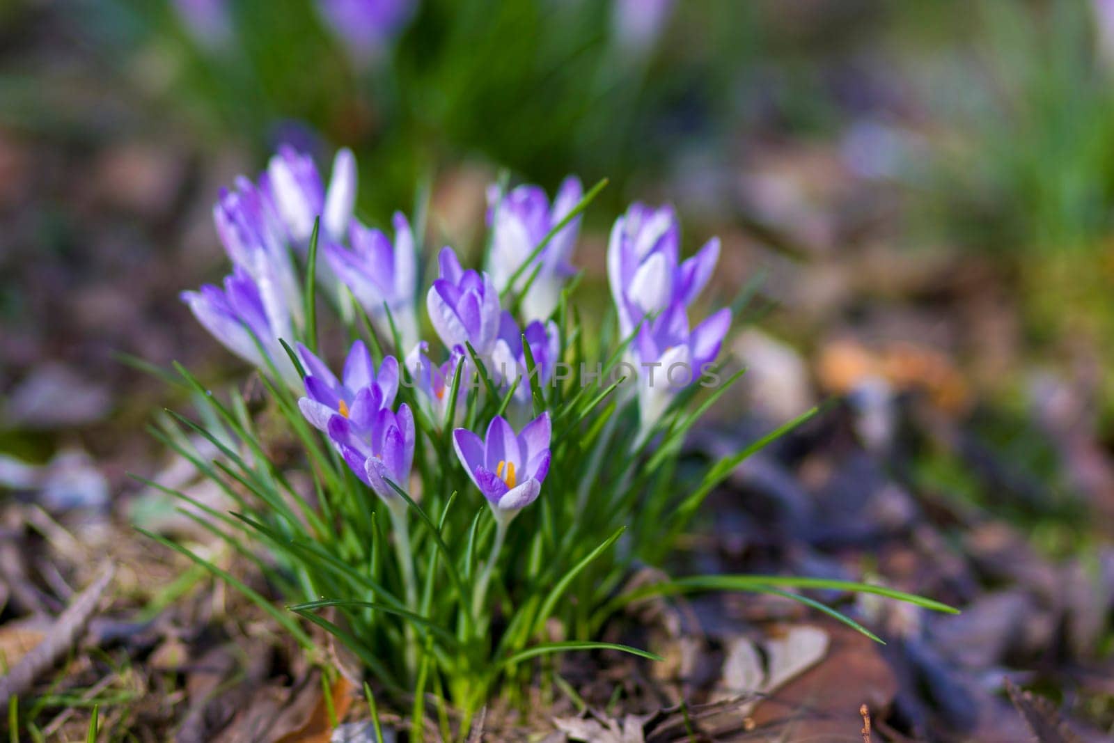 crosus flowers in a garden - spring flowers