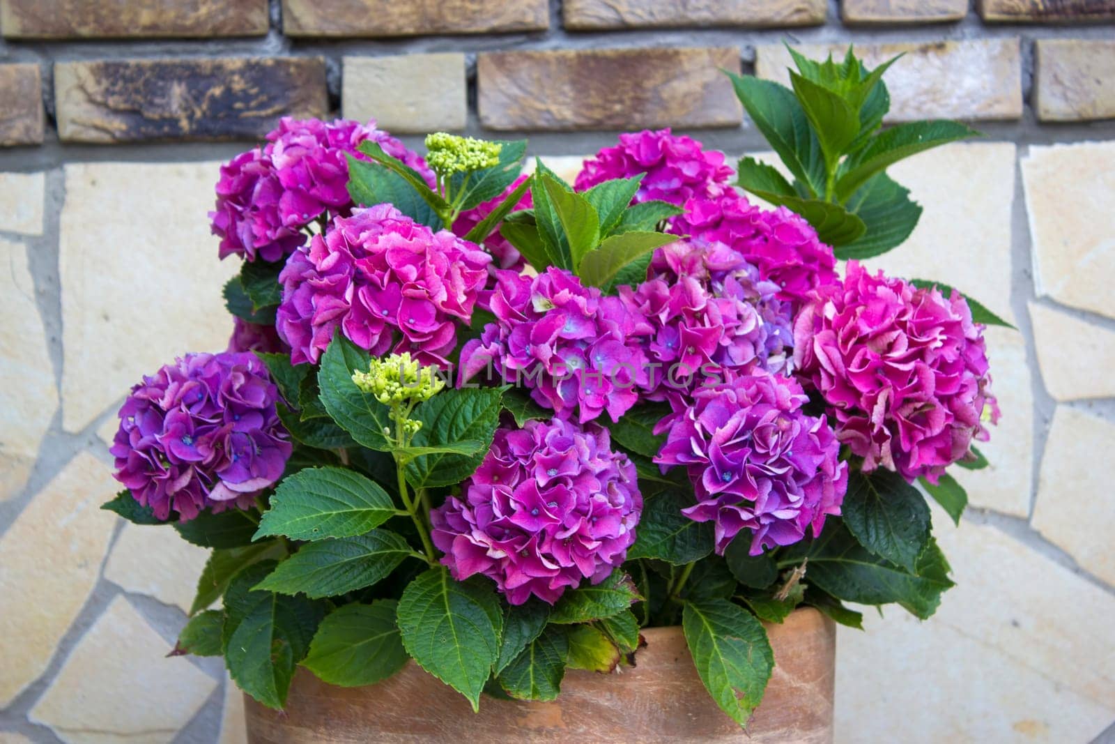 hortensia flowers in a clay pot - close up