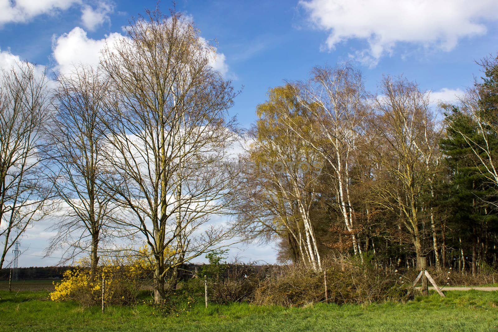 German countryside landscape with birch trees and bush, Lower Rhine Region, Germany
