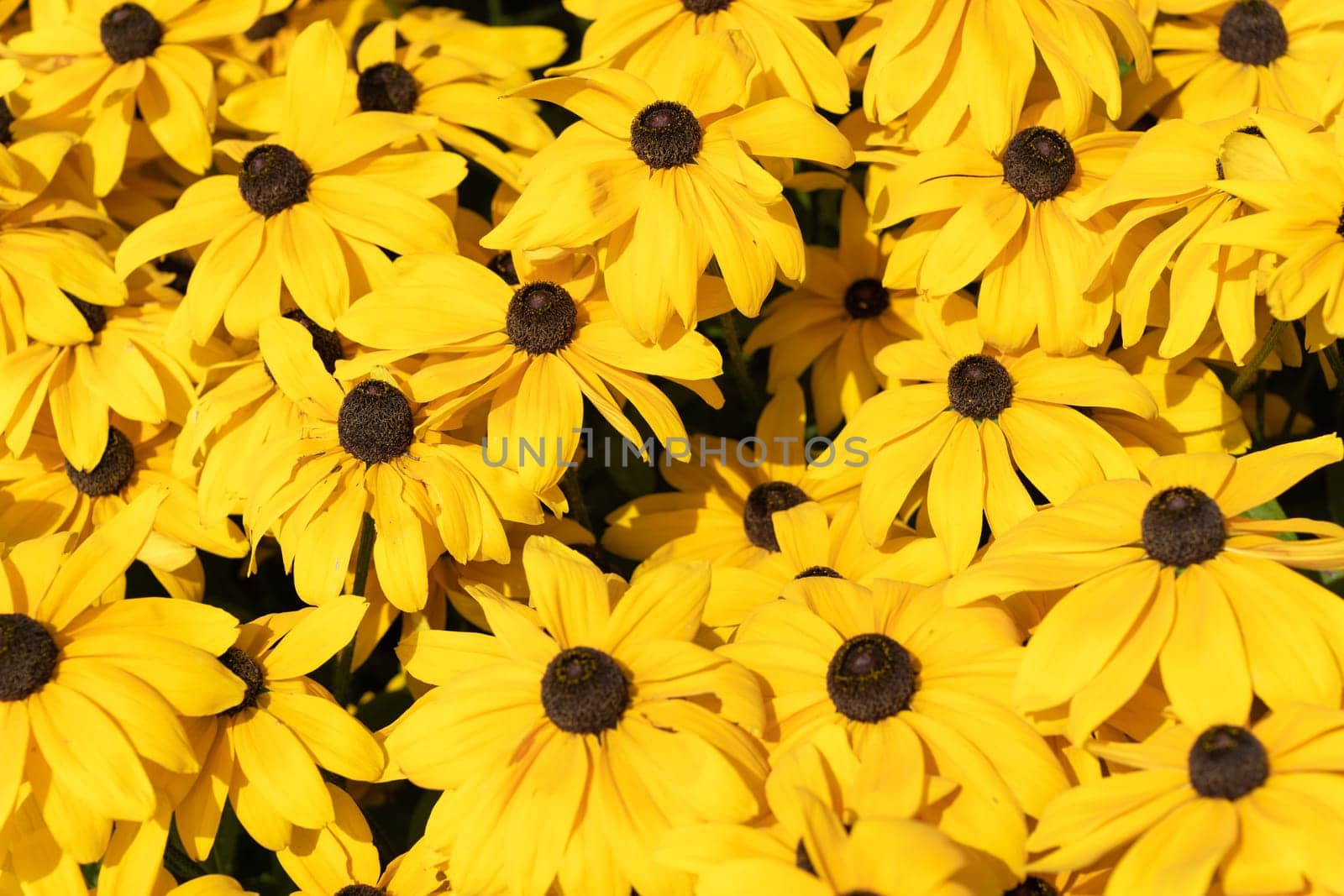 Rudbeckia fulgida, echinacea orange or perennial echinacea. A multiplicity of yellow flowers