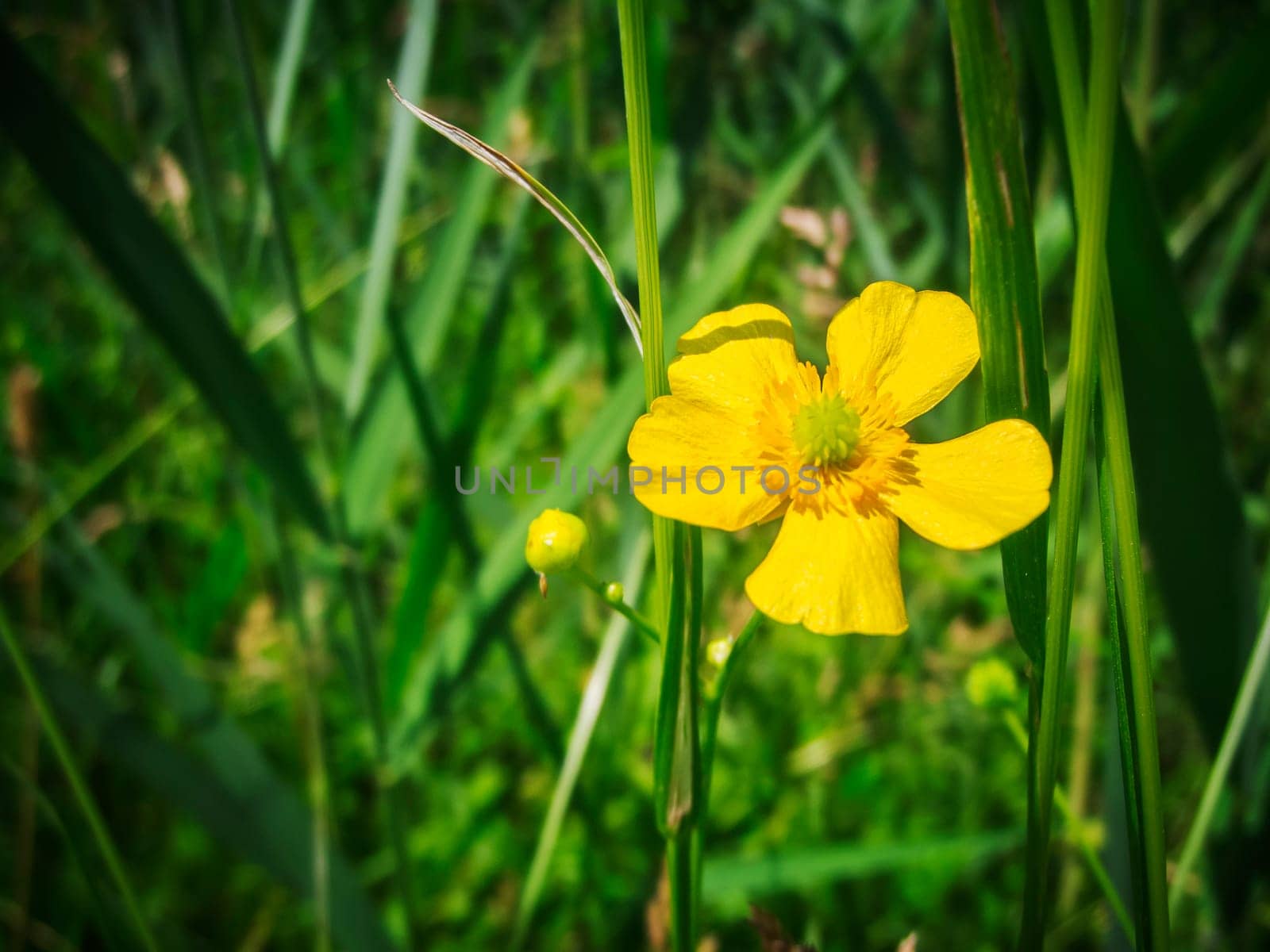 Close-up view of a yellow rockrose (Helianthemum nummularium) in a blurred natural setting.
