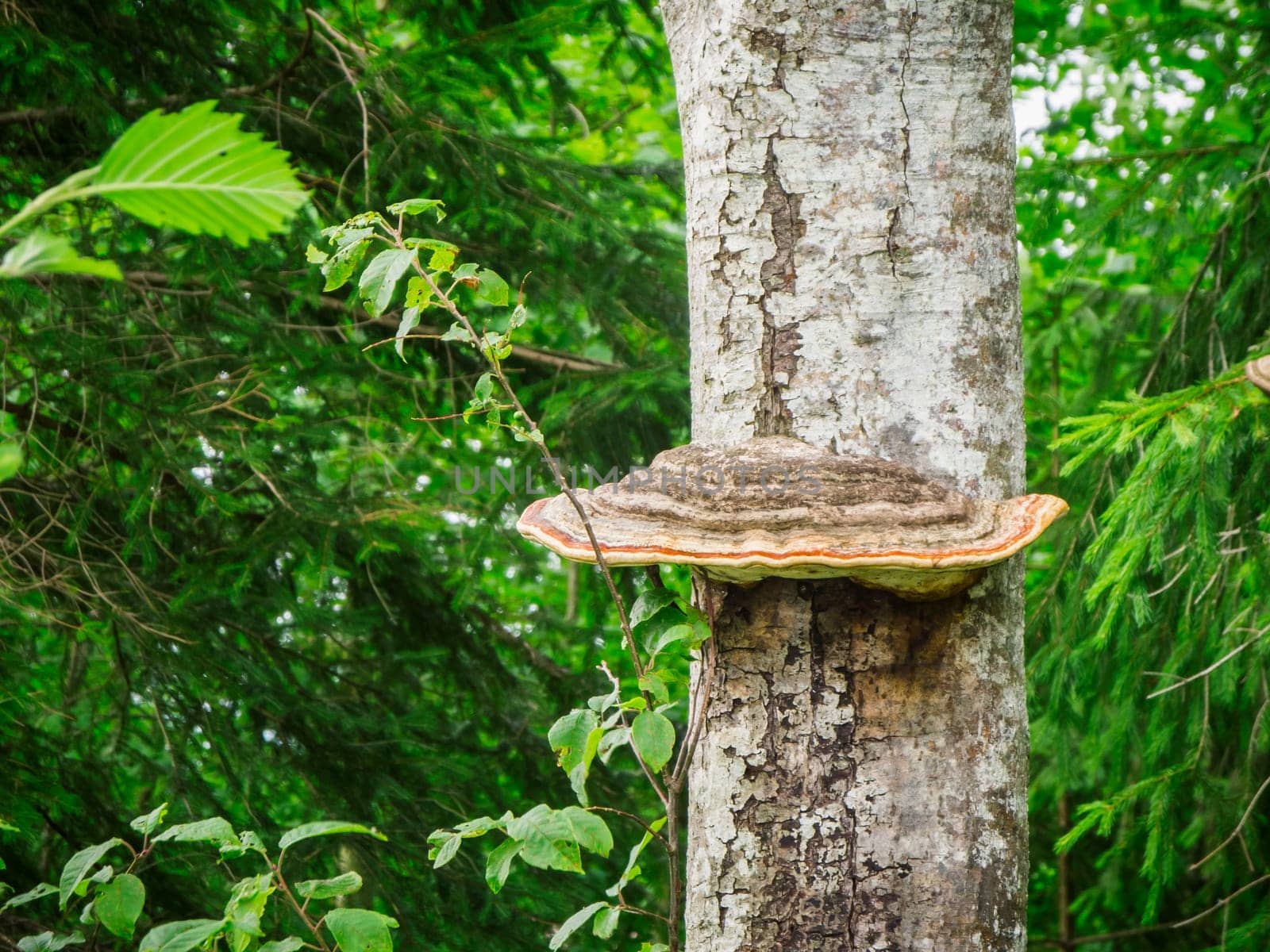 Close-up of a tinder fungus (Fomes fomentarius) on the trunk of a deciduous tree in a summer green mixed forest.