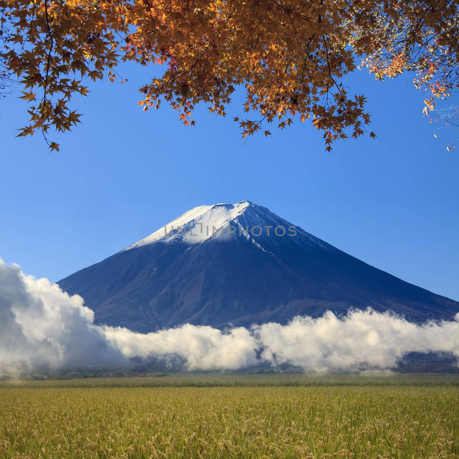 Image of sacred mountain of Fuji in the background at Japan for adv or others purpose use