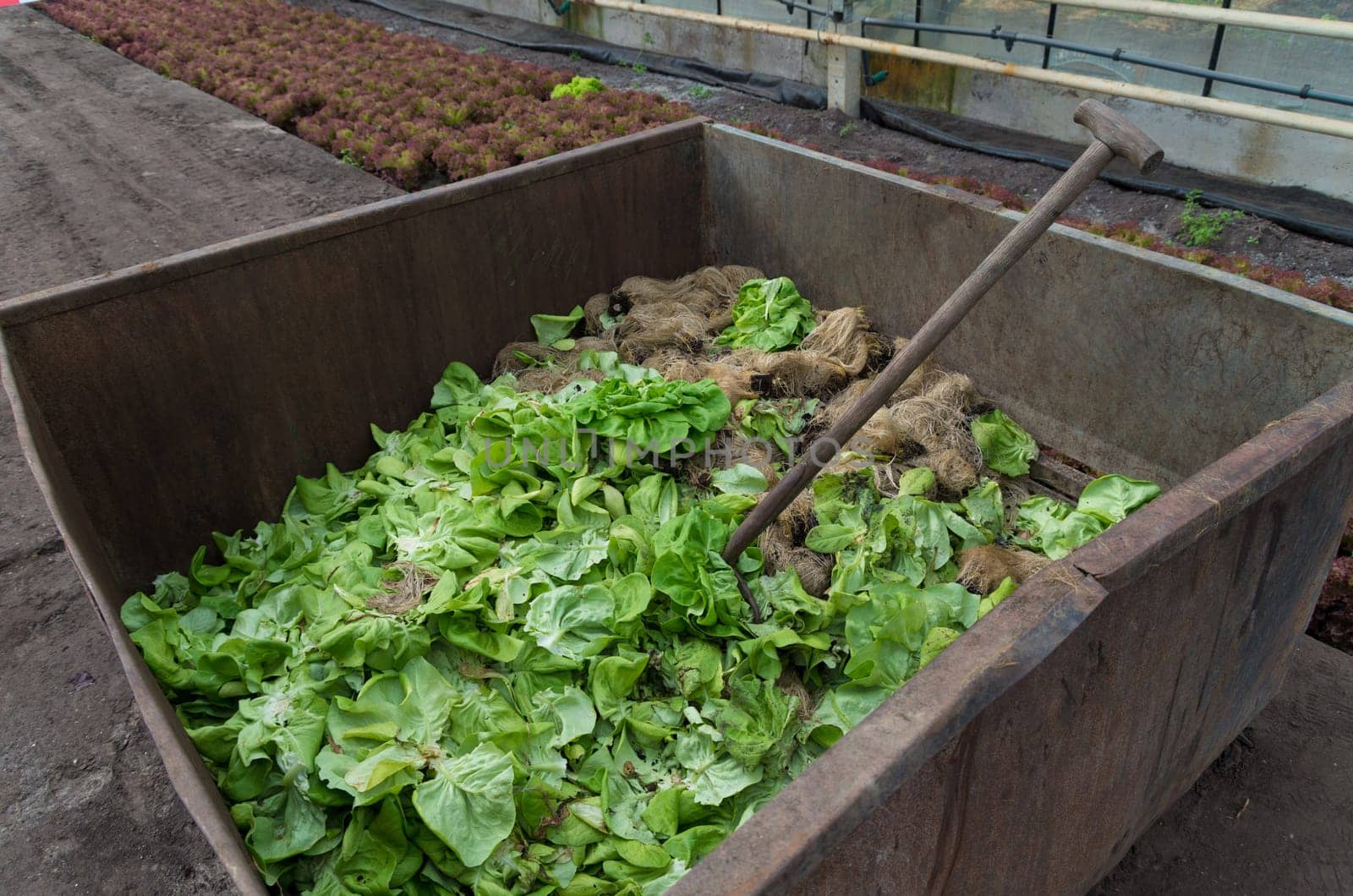 vegetables waste bin in a commercial greenhouse