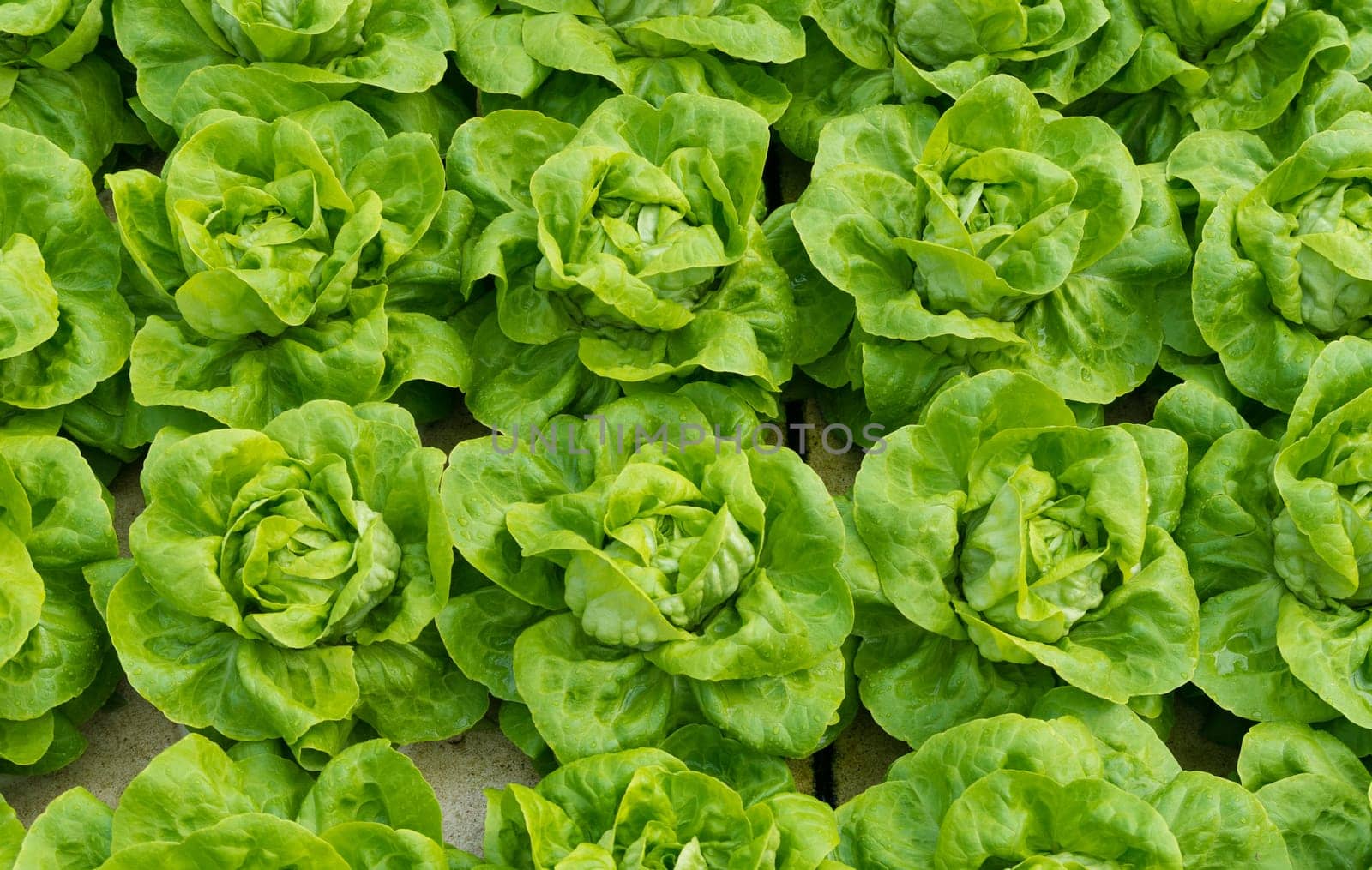 lettuce ready to harvest in a commercial greenhouse in the netherlands