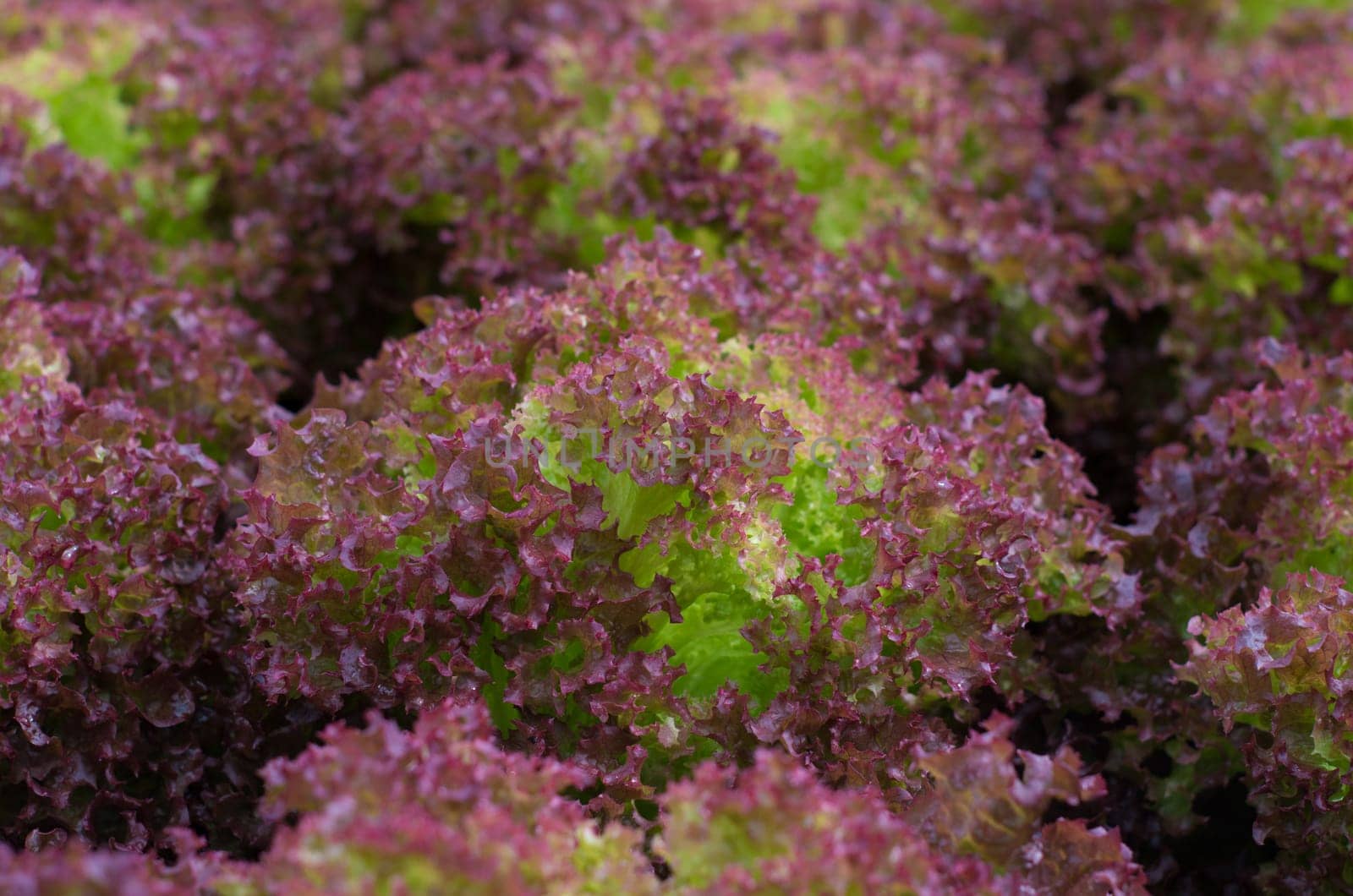 closeup of red lettuce in a commercial greenhouse