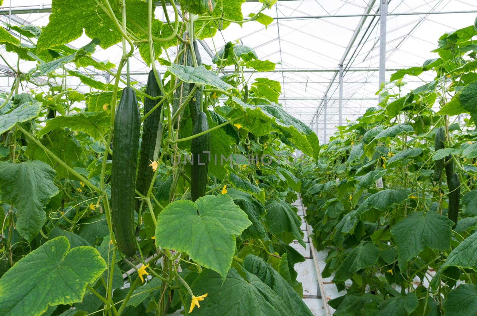 cucumber plants in a commercial greenhouse