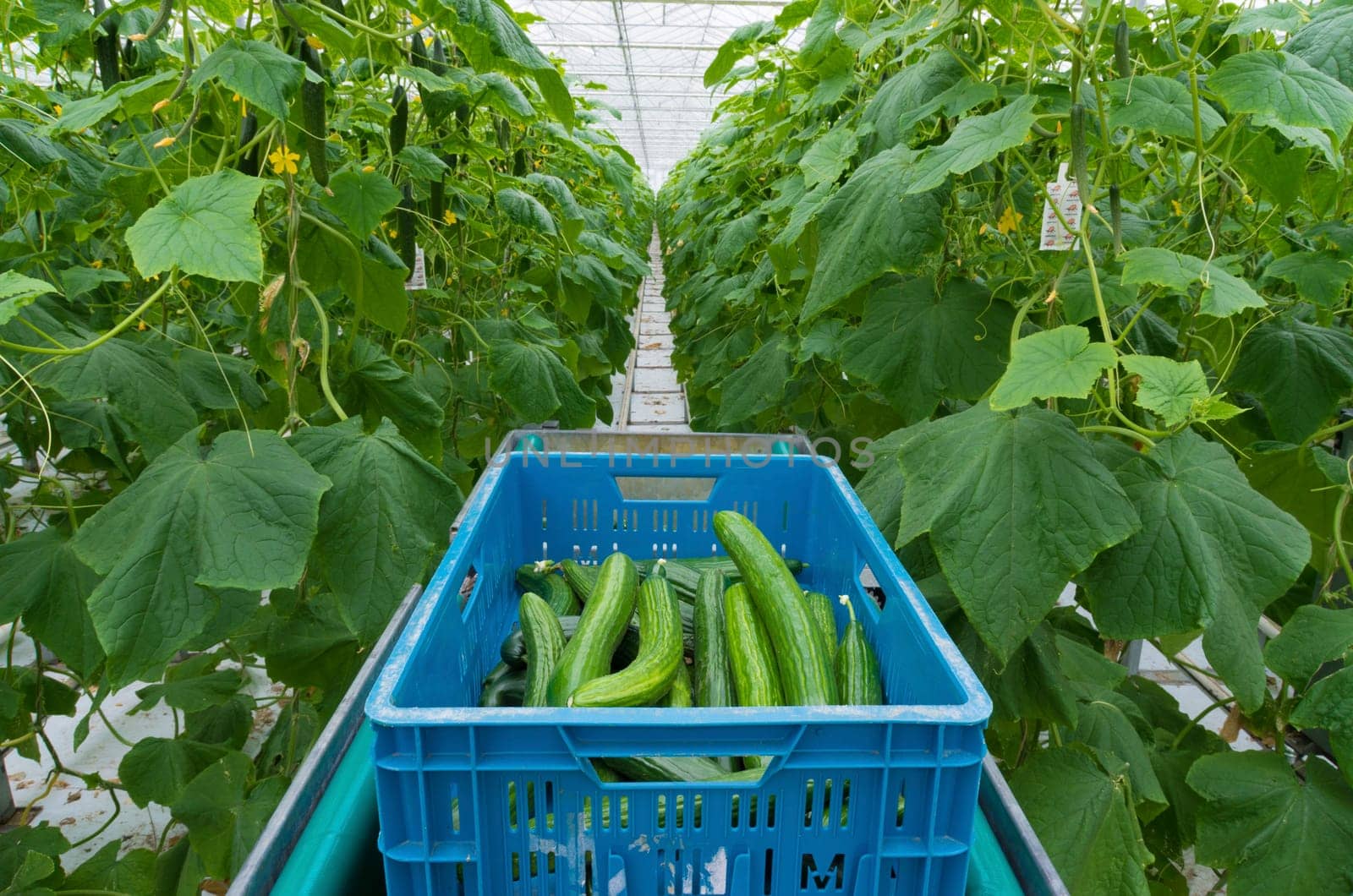 cucumbers being harvested in a commercial greenhouse